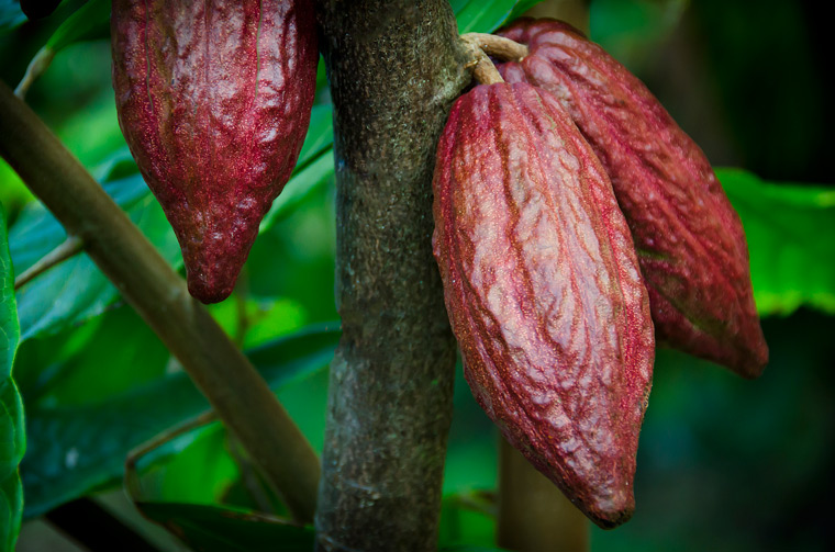 Chocolate comes from cacao pods. Daniel Lane photo