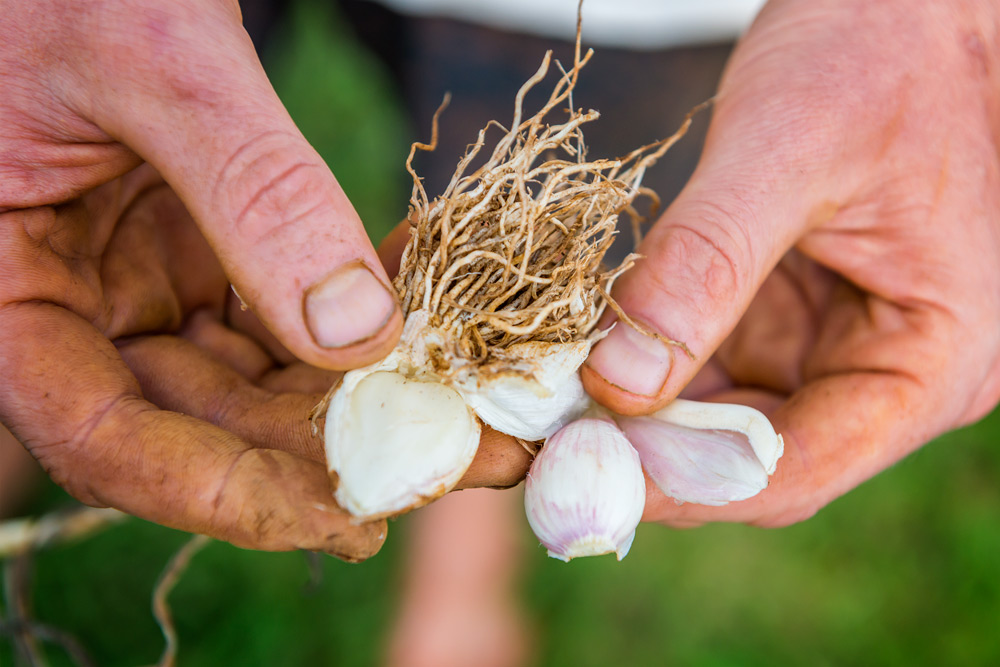 Garlic-003-web Garlic-003-web