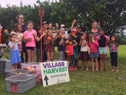 Girl Scouts learn where their food comes from by harvesting fruit with Village Harvest Girl Scouts learn where their food comes from by harvesting fruit with Village Harvest. Photo courtesy of Malama Kauai.