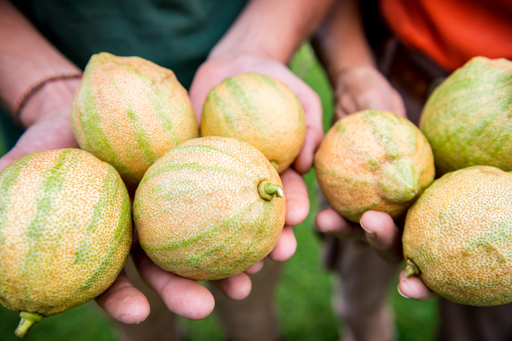lemons Kauai-grown variegated Eureka lemons. Daniel Lane photo